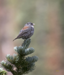Dark eyed Junco Gray headed 2631